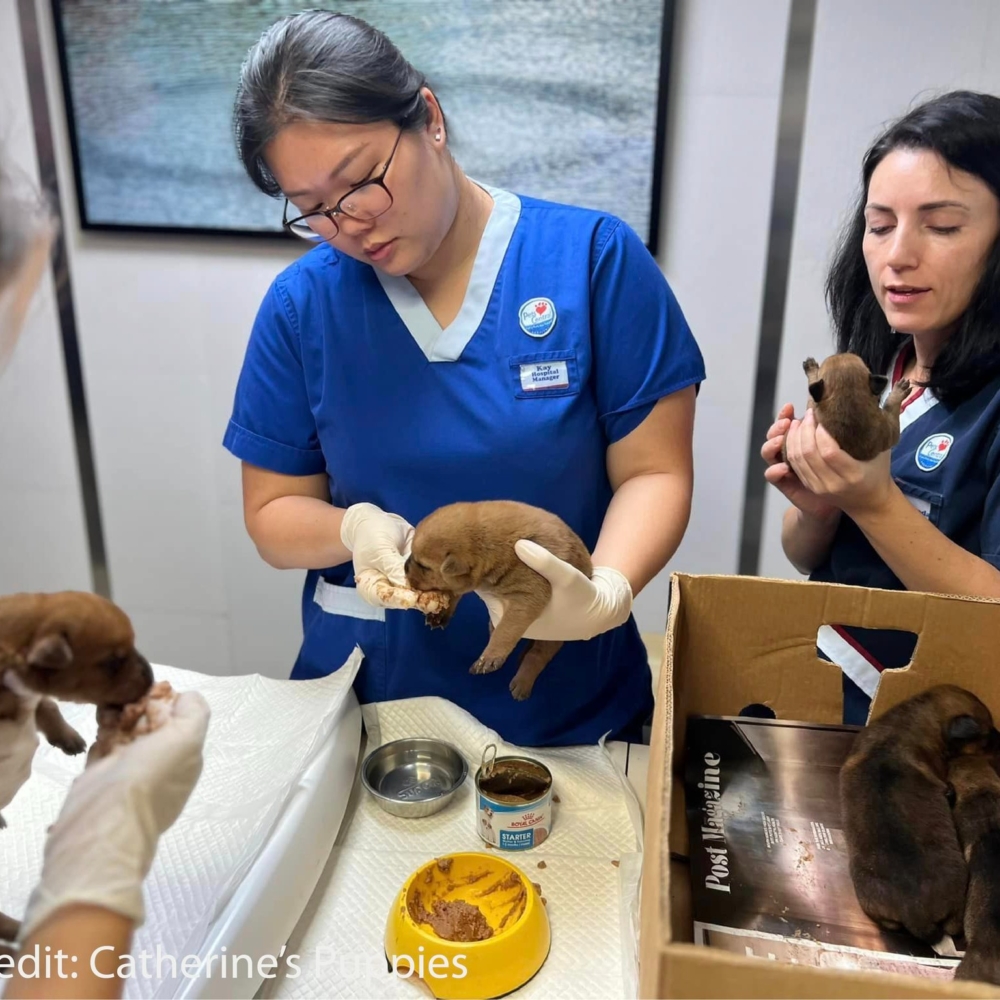 寵物急診｜全港24小時獸醫急症醫院名單一覽附收費、地址、電話
