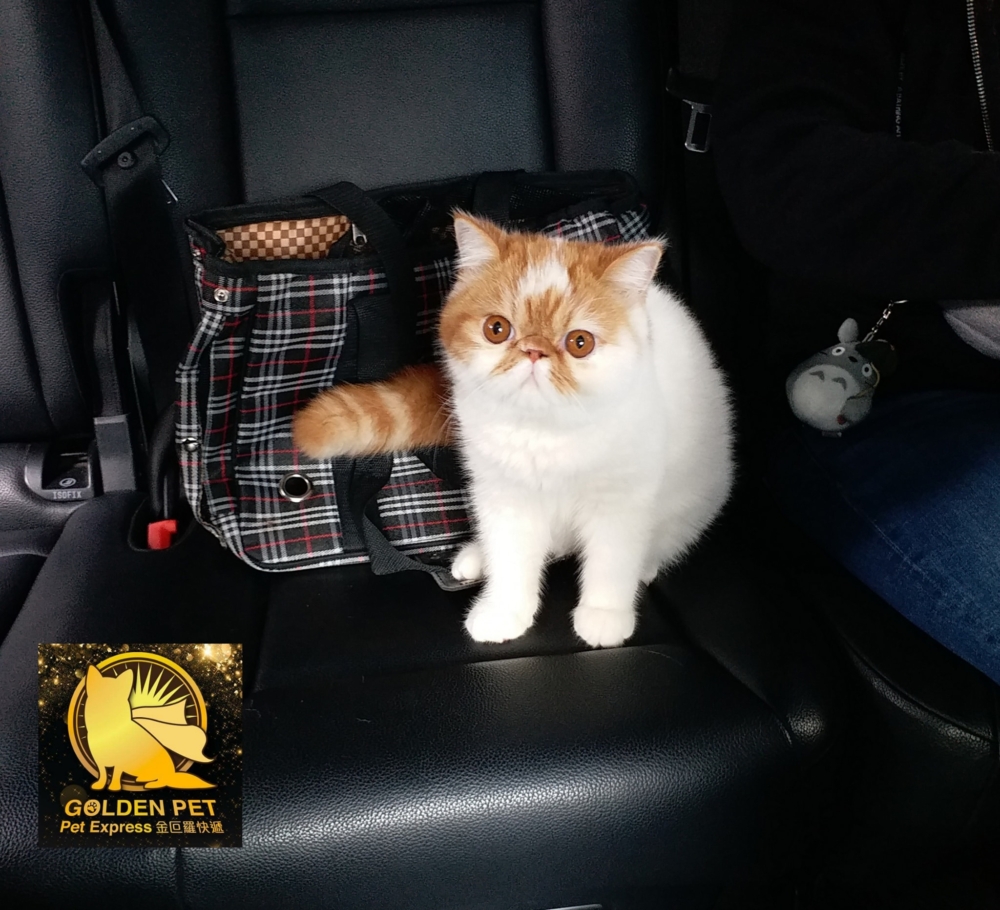 金叵羅快遞為各愛寵物人士提供24小時寵物接送服務。