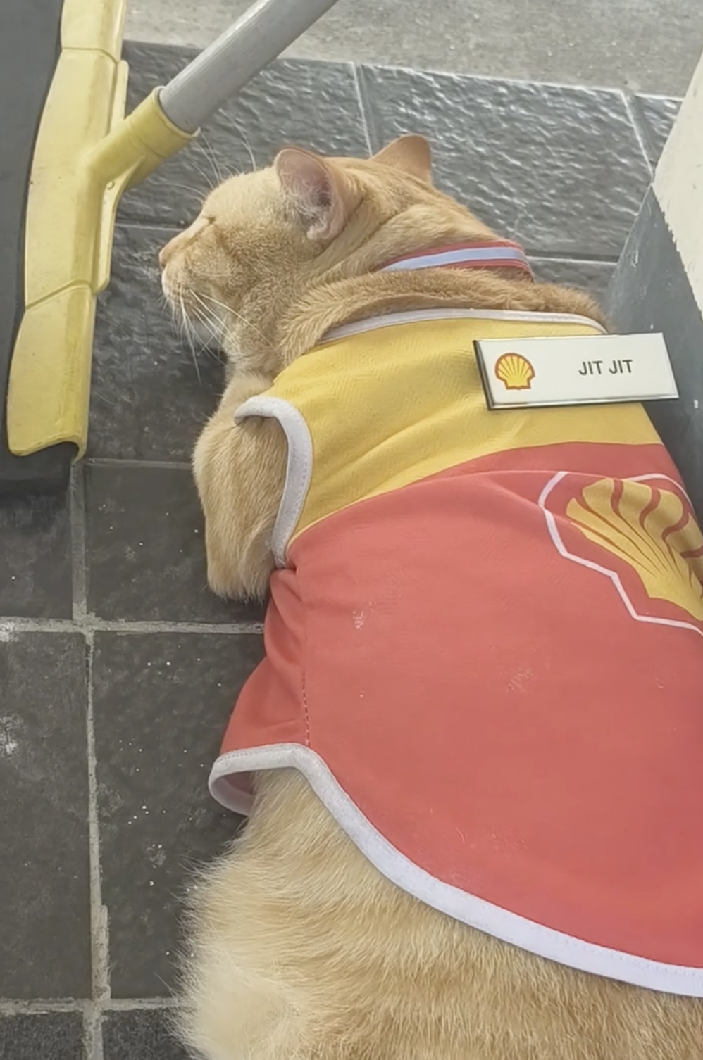 其他Shell加油站的貓員工「Jit Jit」