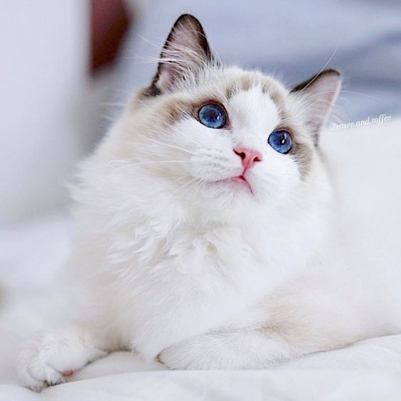 公貓和母貓絕育方式不同。