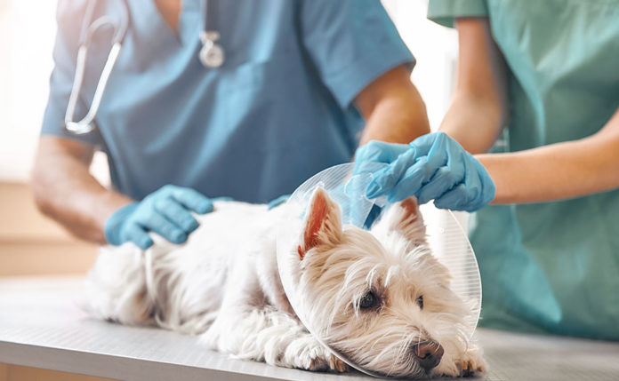 現時一些保險公司推出優惠。