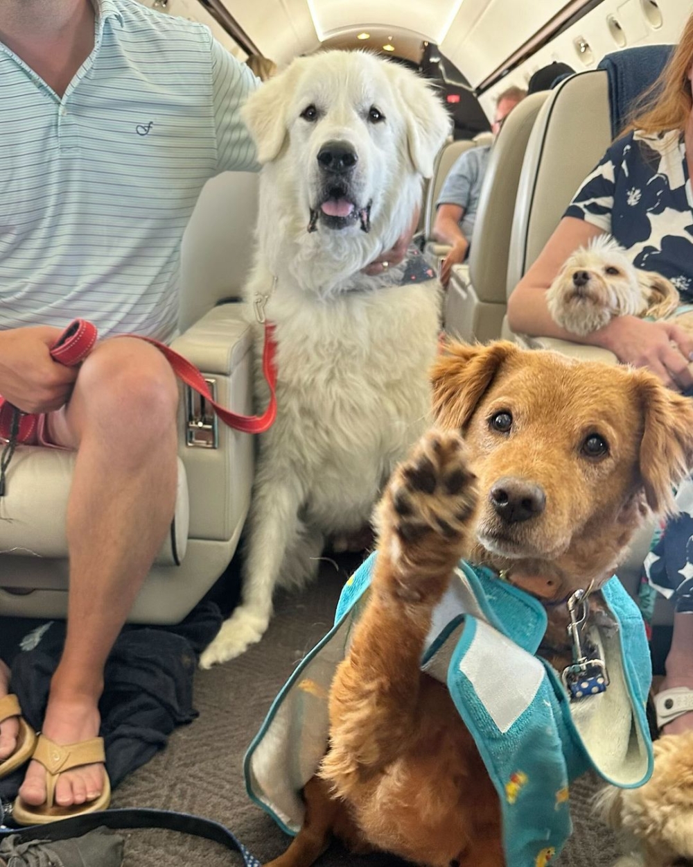 每班飛機僅限10組主人與狗狗同時搭乘，確保有足夠的活動空間，並讓狗狗能自由移動和玩耍！