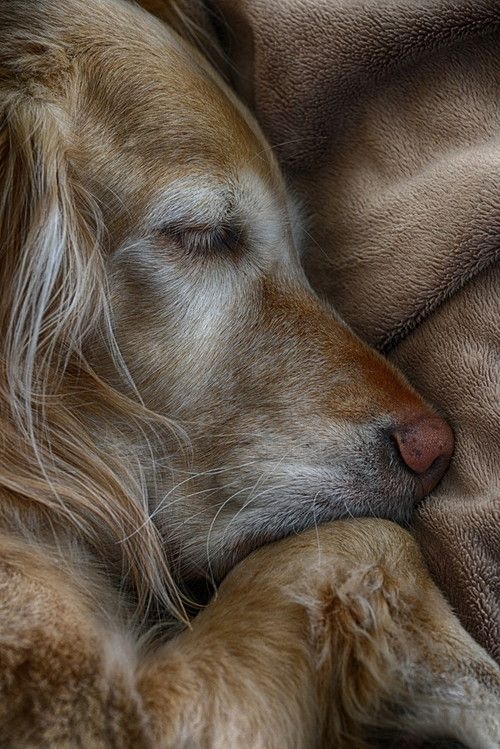 老年狗的體力大不如前，活動量明顯減少，經常會出現愛睡覺的情況！