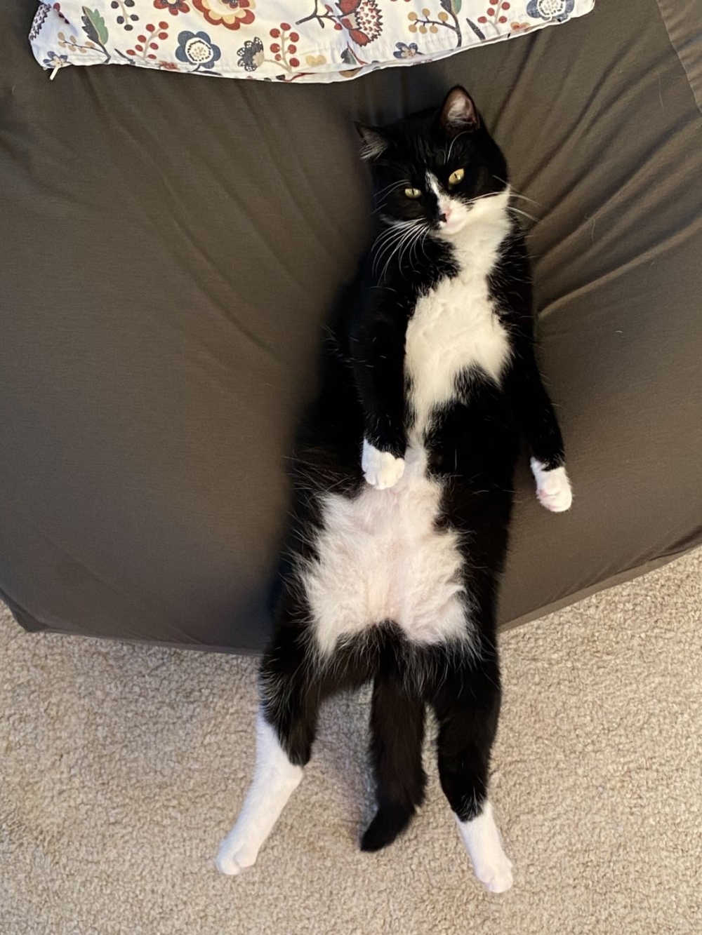 奴才:我也是累了嘛