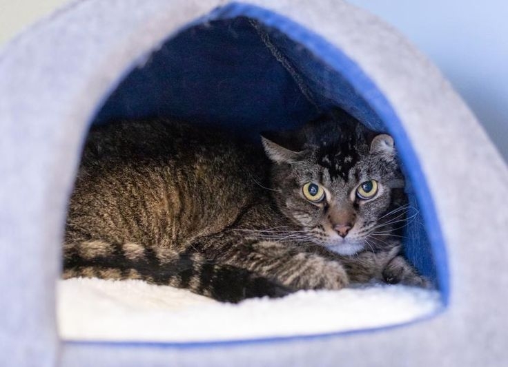 貓咪是領地意識強的動物，突然增加的社交互動對牠們來說會產生壓力