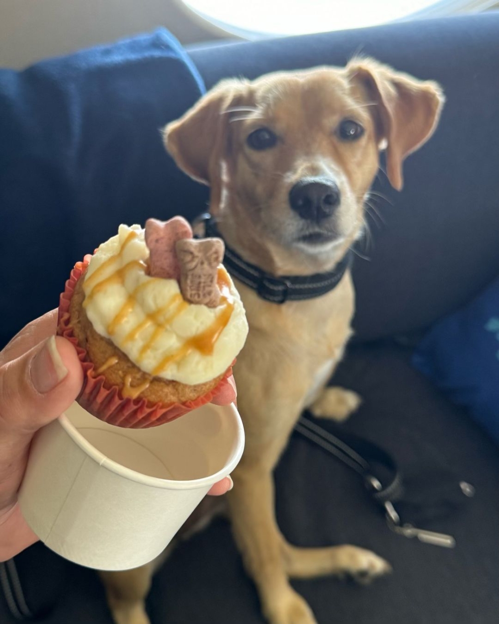 不僅設有寬敞座位，還配備專為狗狗設計的舒適床墊、毛毯和玩具，並提供零食、降噪耳罩以及鎮靜夾克的補給包等物品