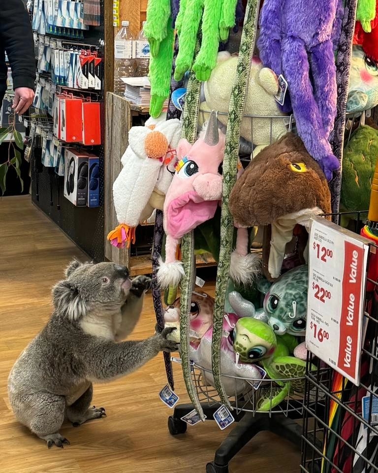 這隻「特別訪客」在店內四處走動,似乎對貨架上的物品充滿好奇