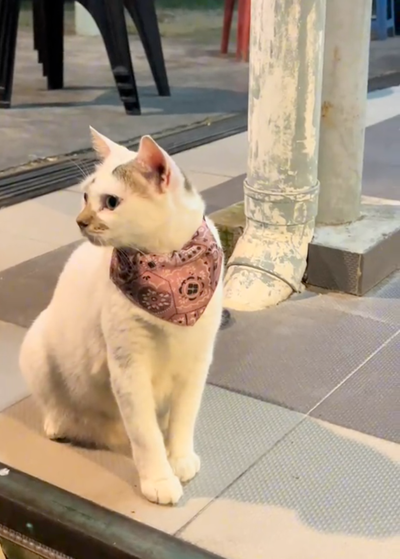 刀疤貓的另一面其實也很可愛的。