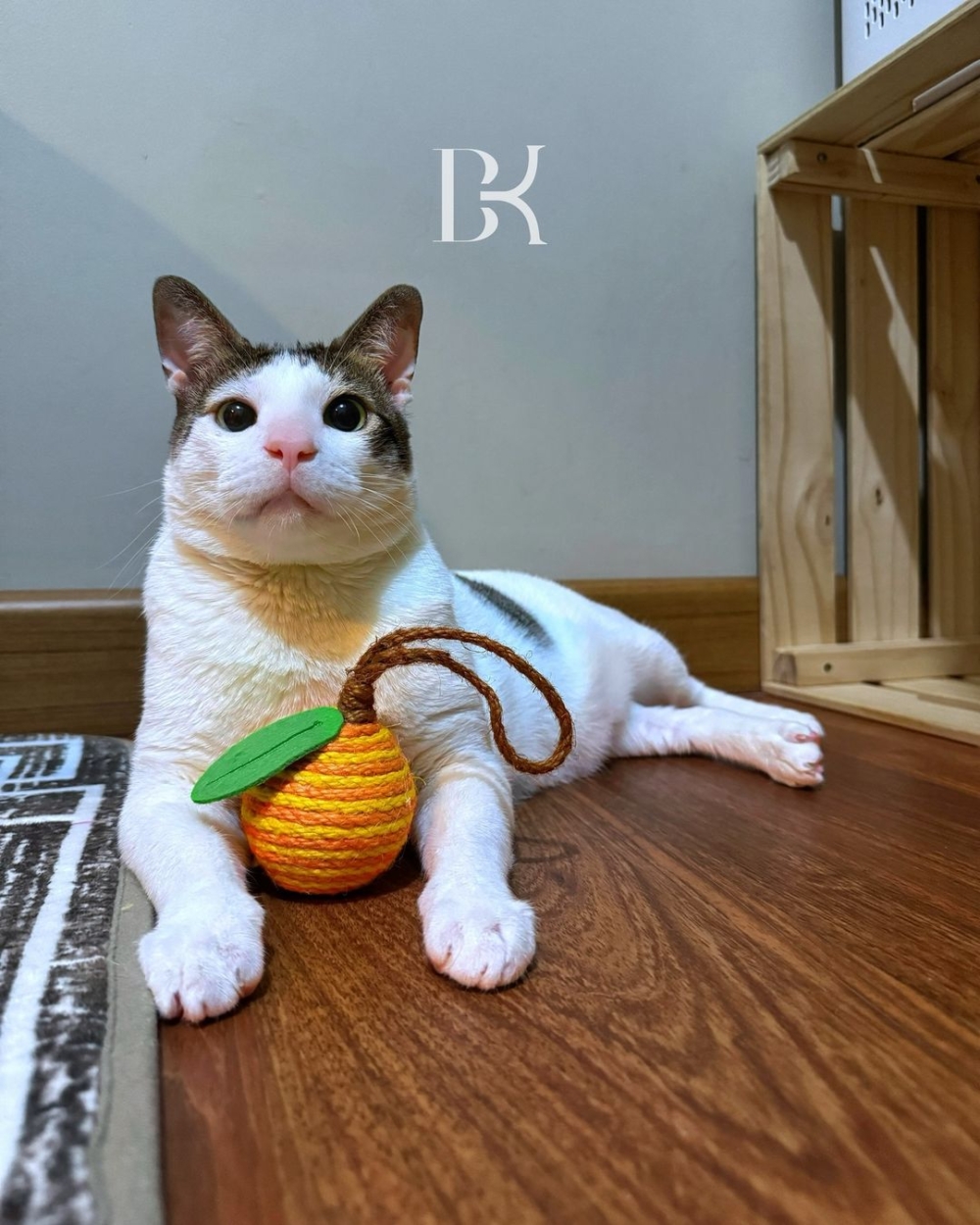 隨著普拉博沃的就職,波比也成為了媒體的焦點!