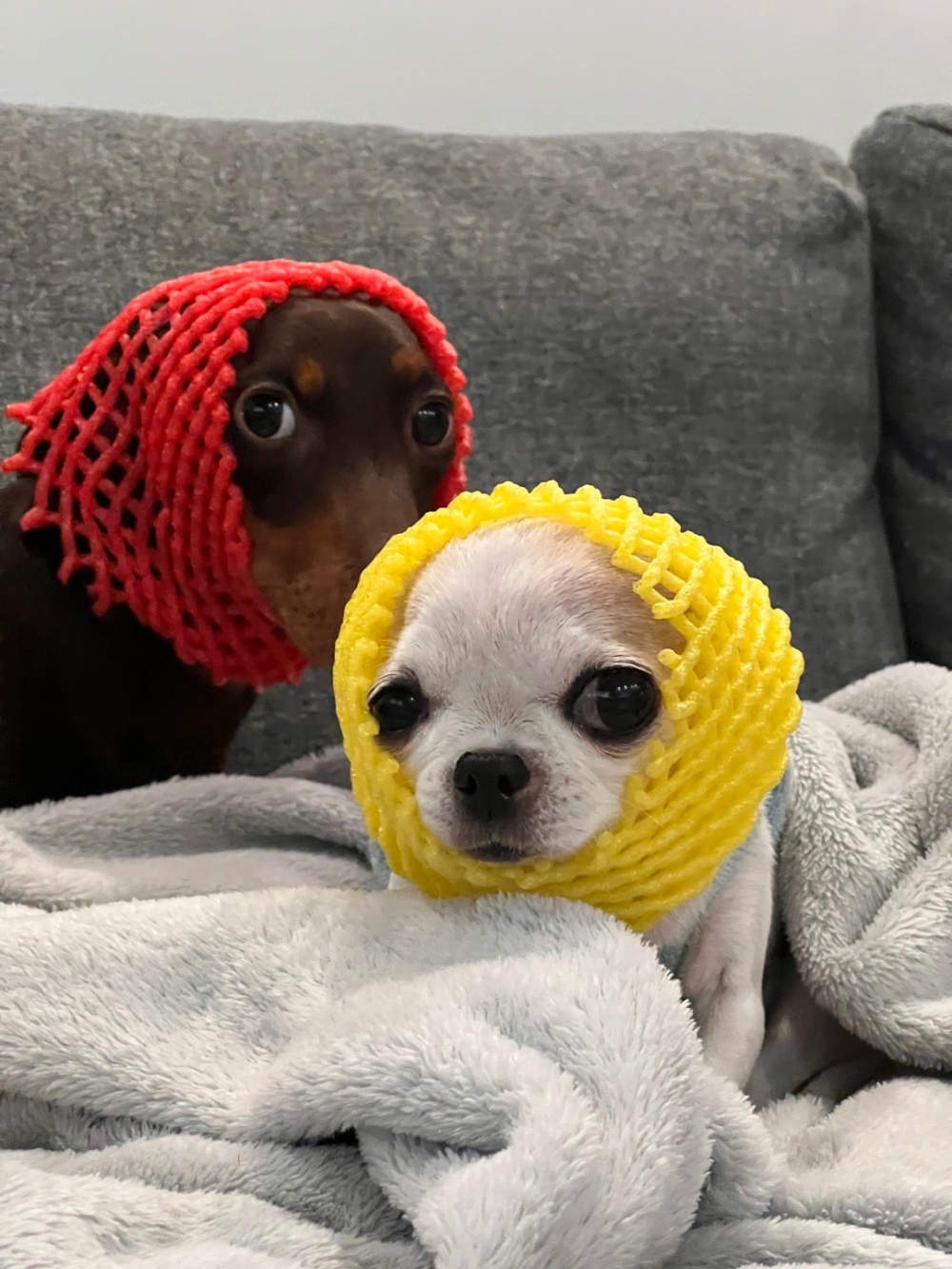 奴才：我覺得很可愛啊