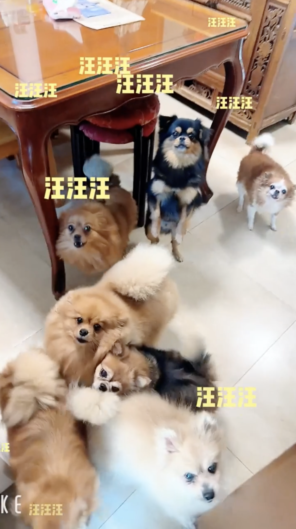 她在影片中幽默地問道：「17隻小可愛組團迎接我，是幸福還是腦袋疼呢？」