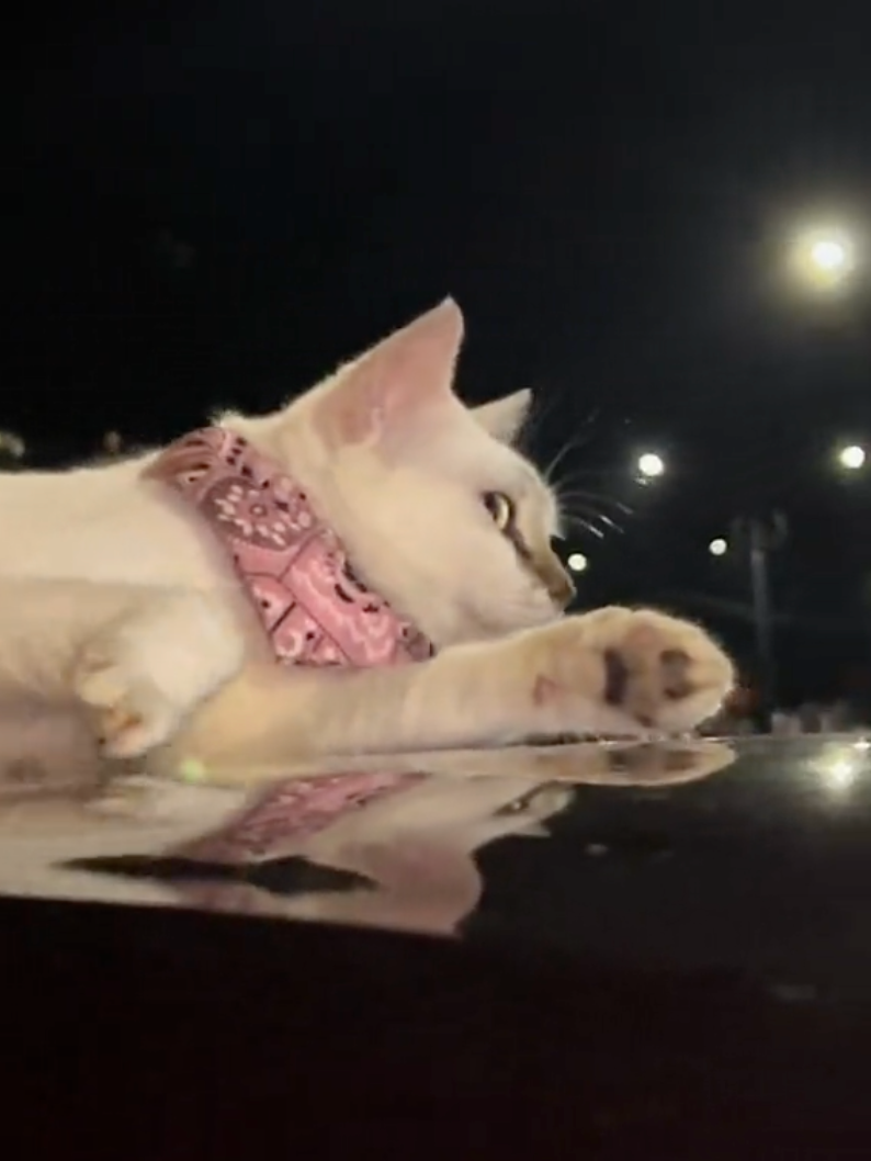 還慵懶地伸懶腰。