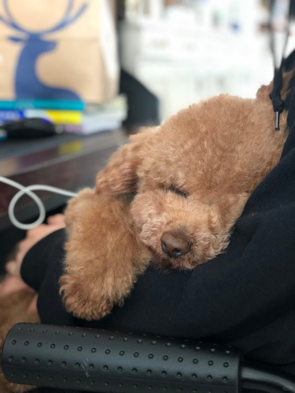 寵物離世對飼主來說無疑是一個深刻的心靈挑戰