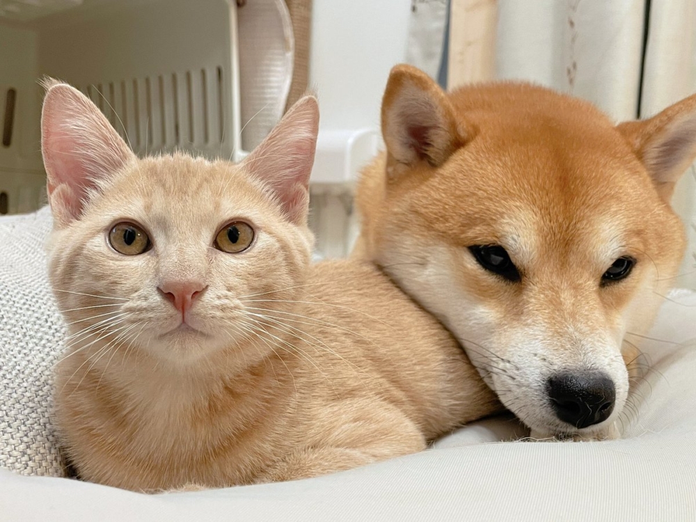 汪：出來就是了啦