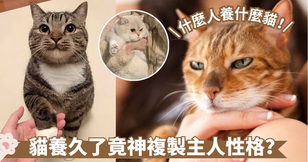 貓咪性格和你越來越像了嗎？科學研究揭示主人性格如何影響貓咪行為！
