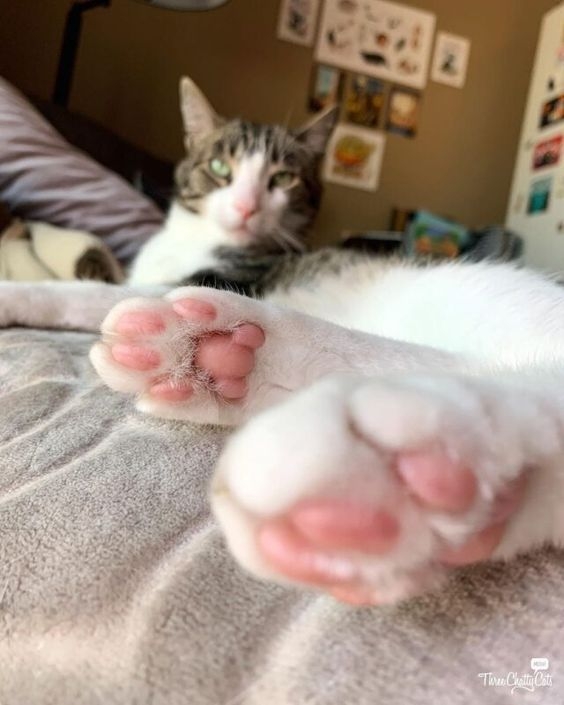 圓形肉球：冒險家與人氣王