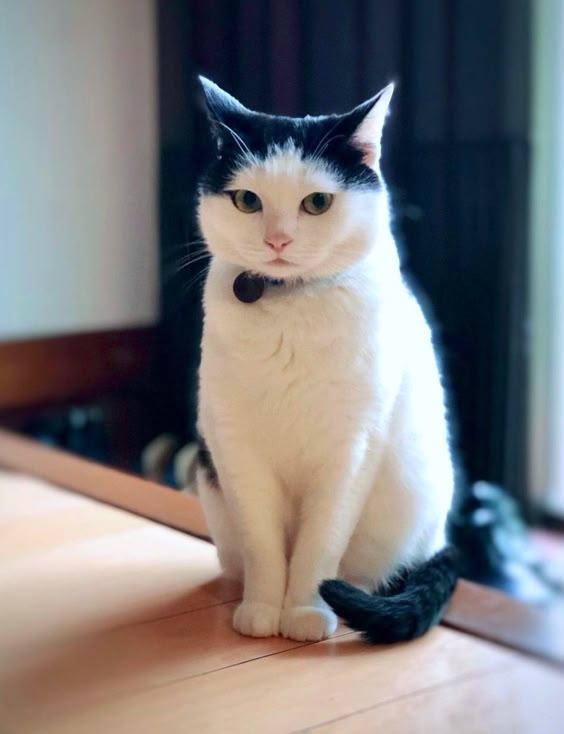 如果貓咪過早進行絕育手術，發育上可能會受到一些影響。