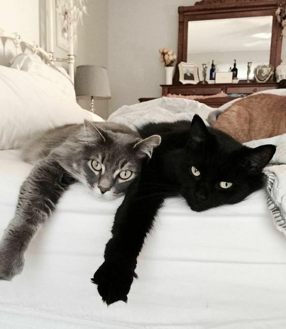 高齡貓咪有一定的特殊需求