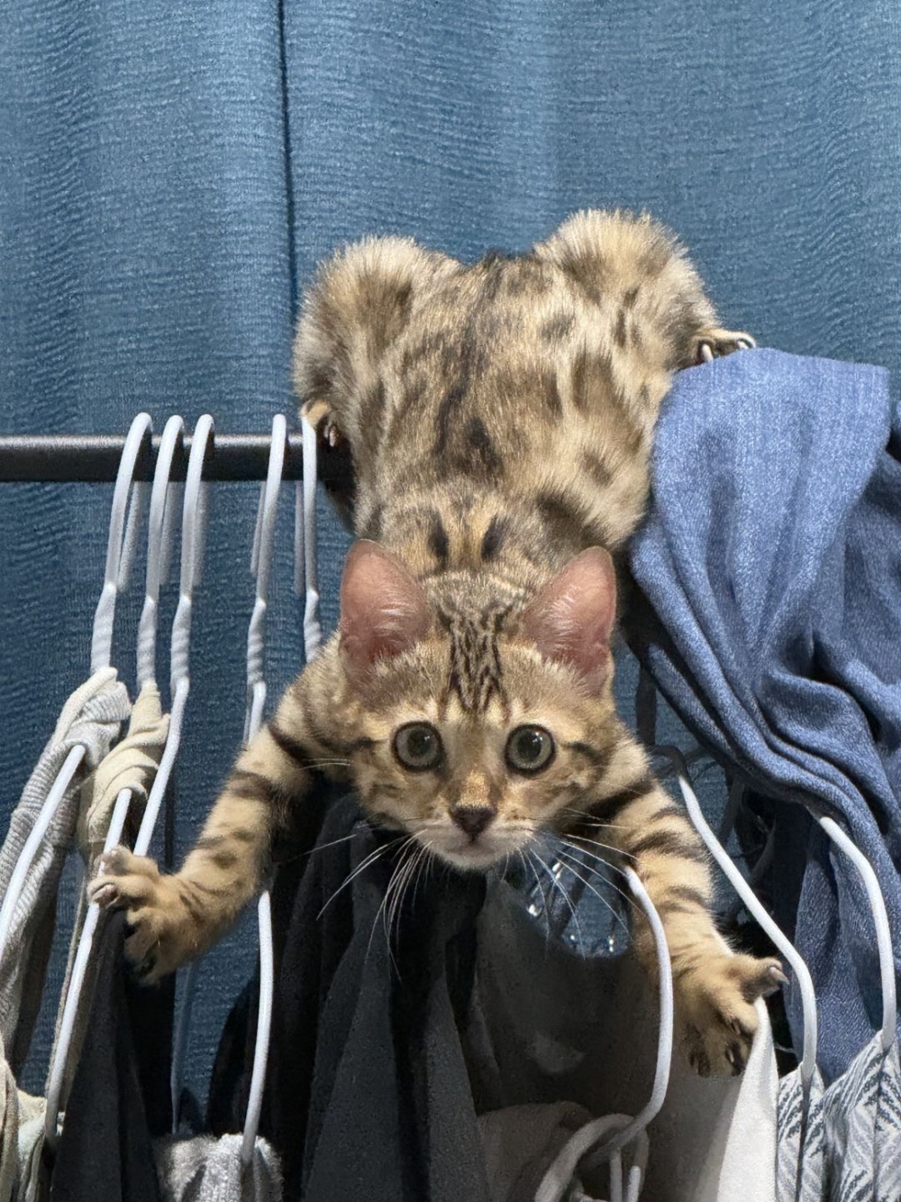 奴才：那你要小心喔