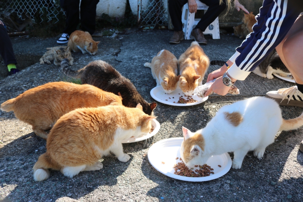 日本愛媛縣大洲市瀬戶內海的「青島」，過去曾因島上住了210隻貓咪，貓口比人口還要多，因此獲得「貓島」之名。