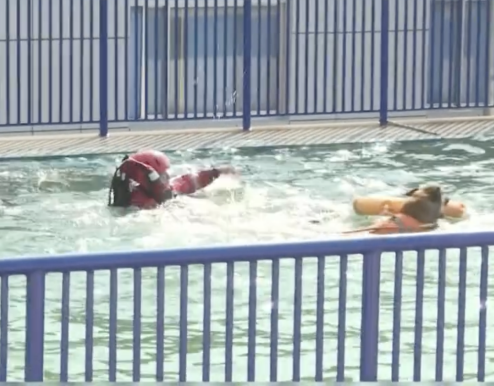 狗狗似乎認出了這名溺水者竟是自己平常的夥伴，於是毫不猶豫地掉頭游走