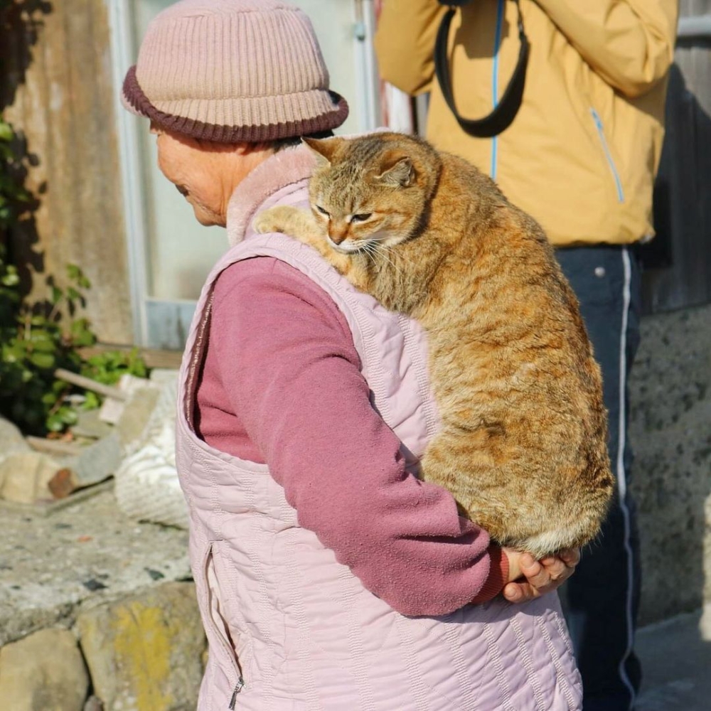 「貓媽媽」希望，島上的貓咪都能在這裡幸福地度過餘生。