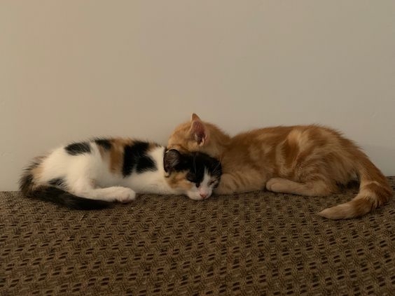 貓咪花色與性別之間的秘密是什麼?