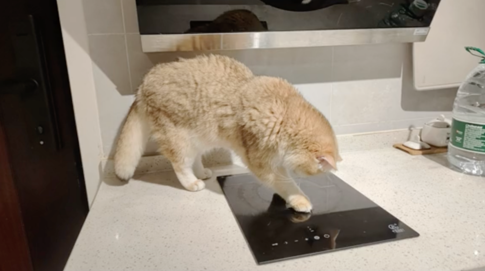 貓咪可能是看到電磁爐閃爍的燈光，出於好奇，誤觸開關