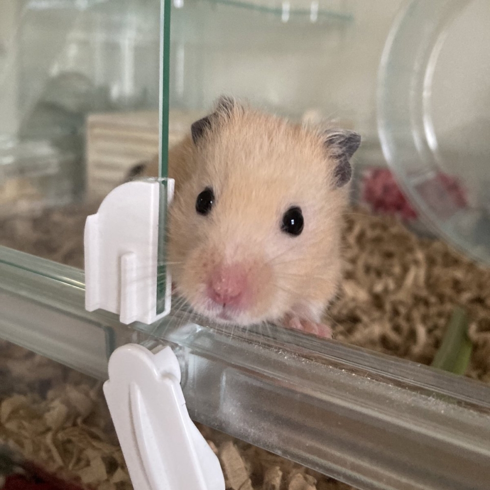 奴才：你好像膨脹了