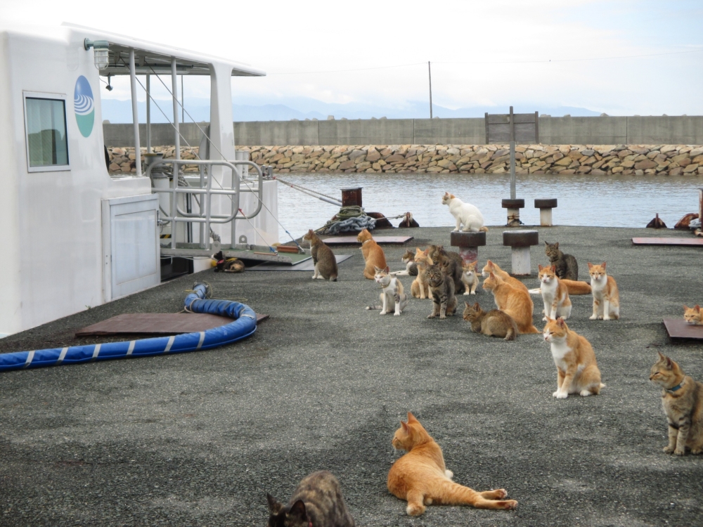 貓島吸引了來自世界各地的遊客前來朝聖，享受被貓咪包圍的天堂體驗。