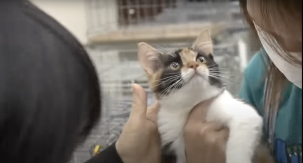 組織代表中野裕子表示雖然聽說過雄性三花貓，但這是她首次親眼見到