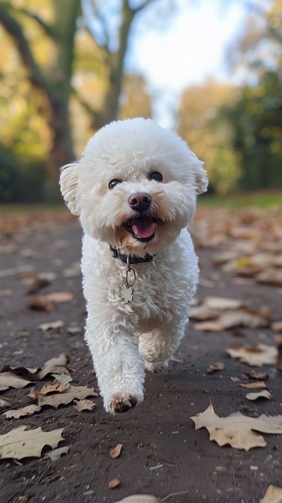 比熊犬 (Bichon Frise)