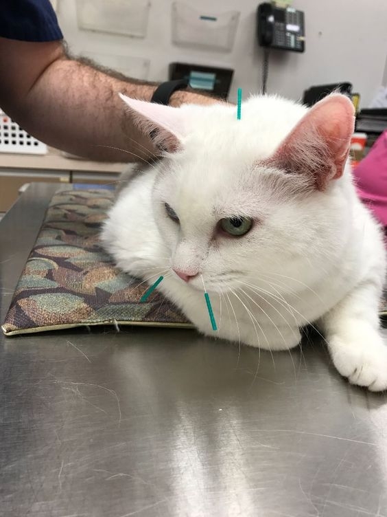 寵物針灸也分為幾種不同的治療方式