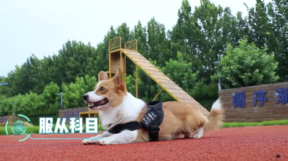 警犬考核：服從科目