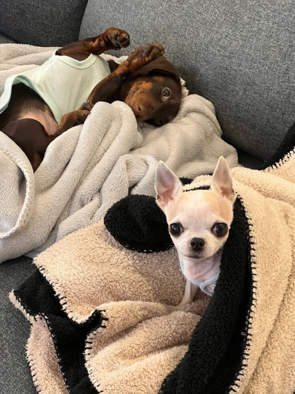 奴才：那就是接受囉