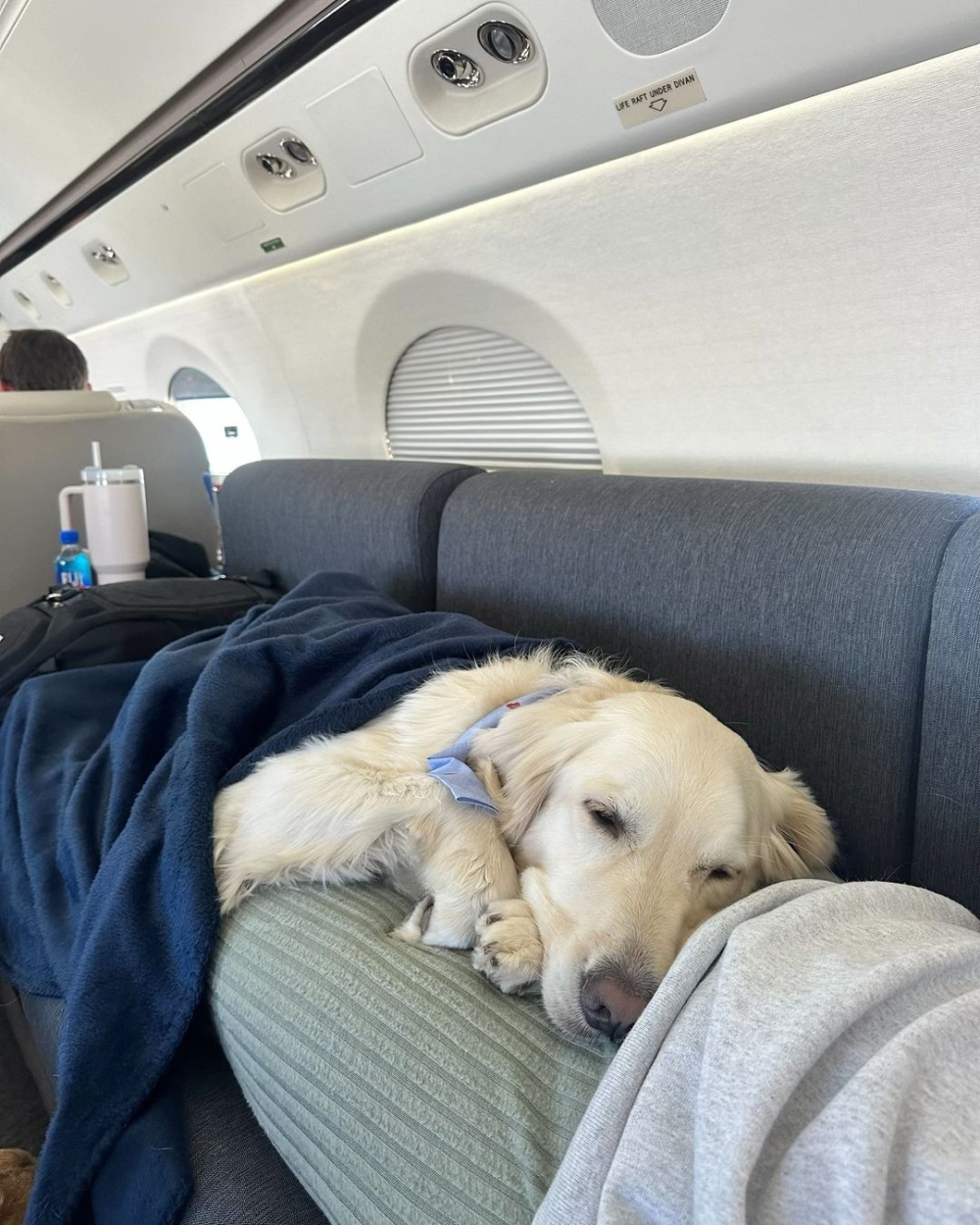 BARK Air專注於營造以狗狗舒適為核心的乘坐環境～