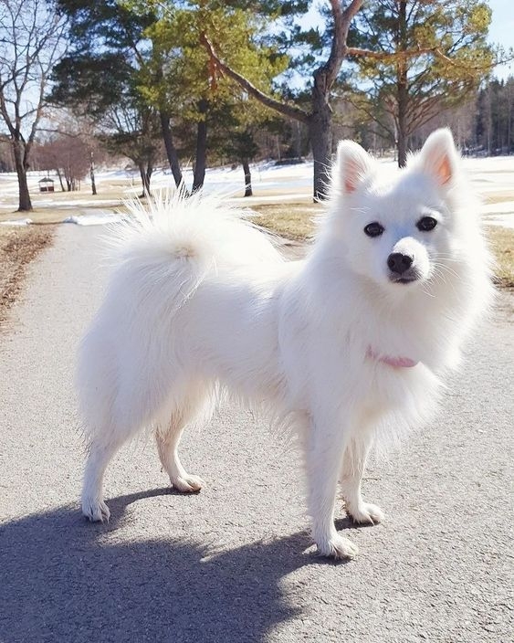 狐狸犬 (Japanese Spitz)