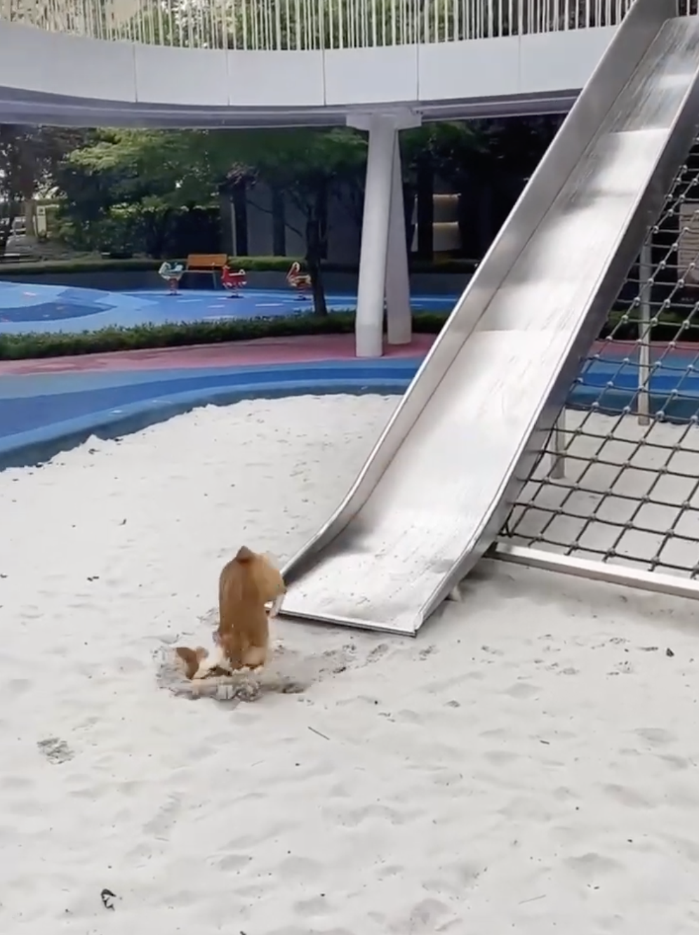 奴才：摔了還叫沒事？