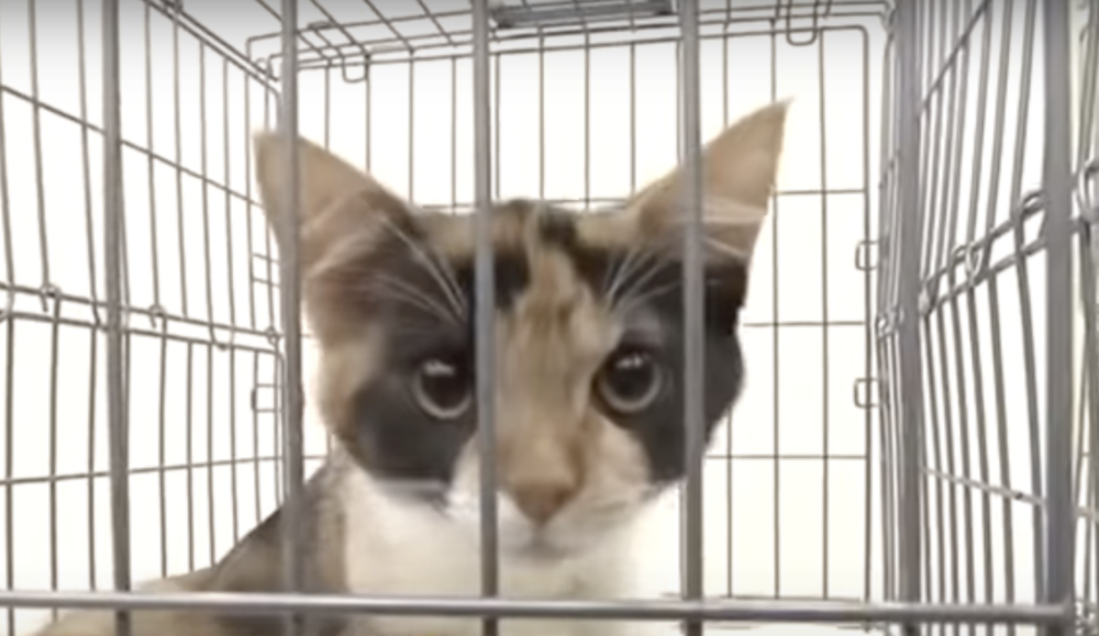 絕大多數雄性貓不會具備三花的特徵