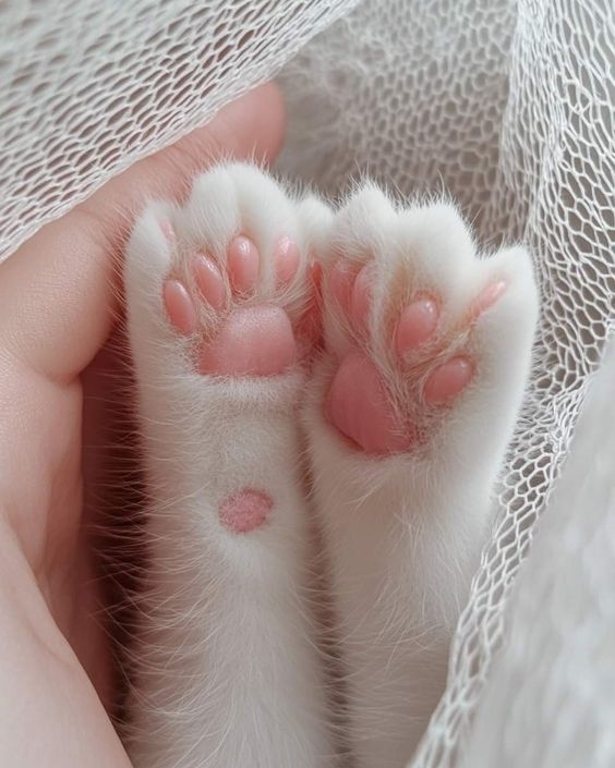 溝淺型肉球：容易受驚的難搞貓