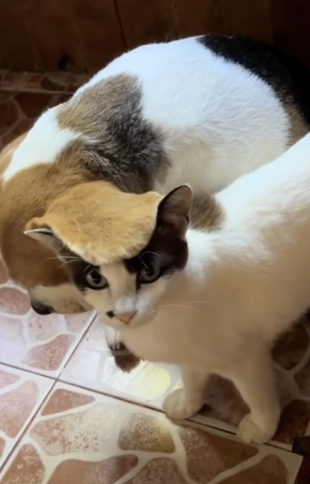 奴才：怎麼感覺你還有點喜歡啊？