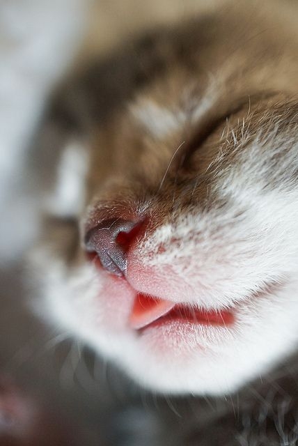 貓咪之間常用鼻子碰觸來打招呼，你可以模仿這個動作來向貓咪表達友善