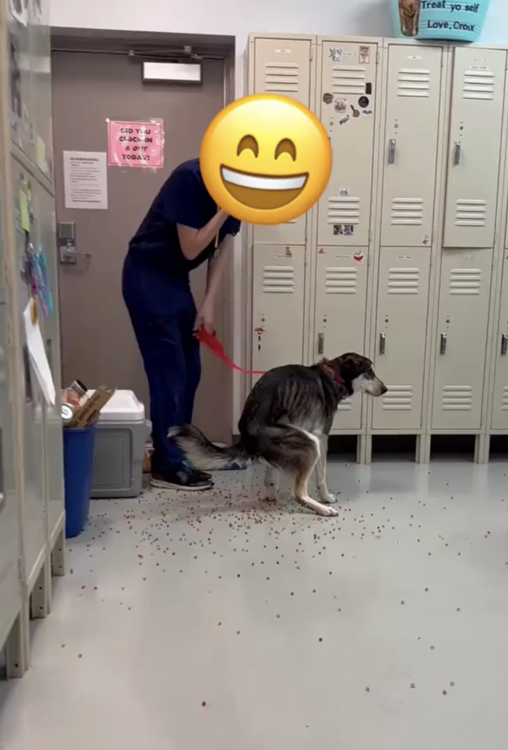 一隻流浪狗因誤食了大量吸水性極強的水晶寶寶，導致腸胃被這些彩色小球填滿