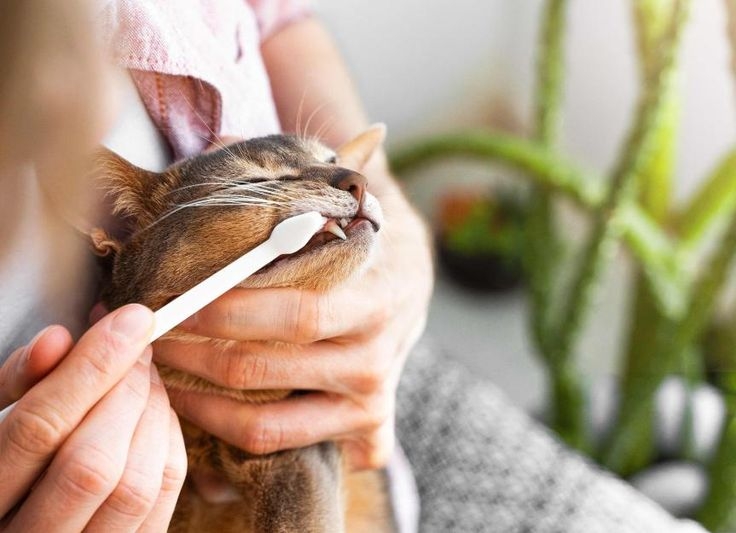 忽視貓咪的口腔清