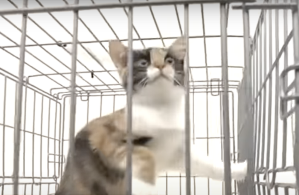 組織擔心不法之徒會藉此圖利，因此最終決定將「三毛太郎」收編