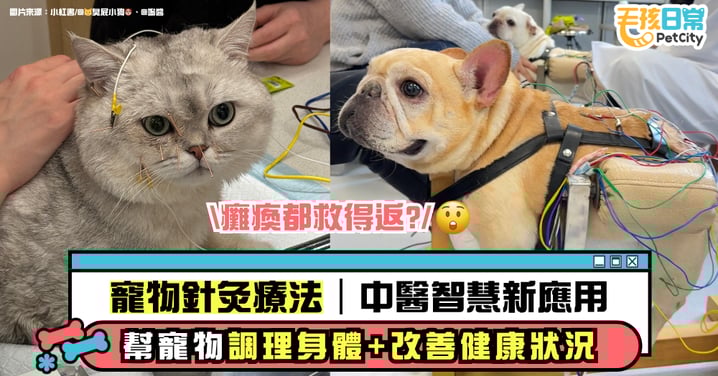 【寵物針灸療法】提供毛孩健康的新選擇!瞭解寵物針灸的原理、療效與應用
