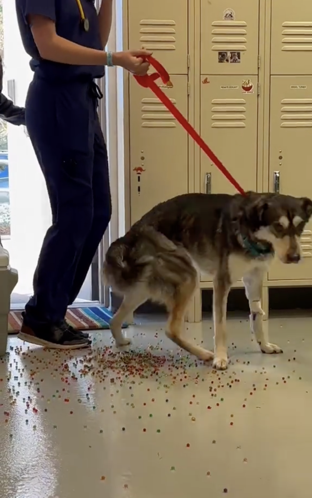 雖然牠依然非常瘦弱，但目前已脫離生命危險，正在慢慢康復中～