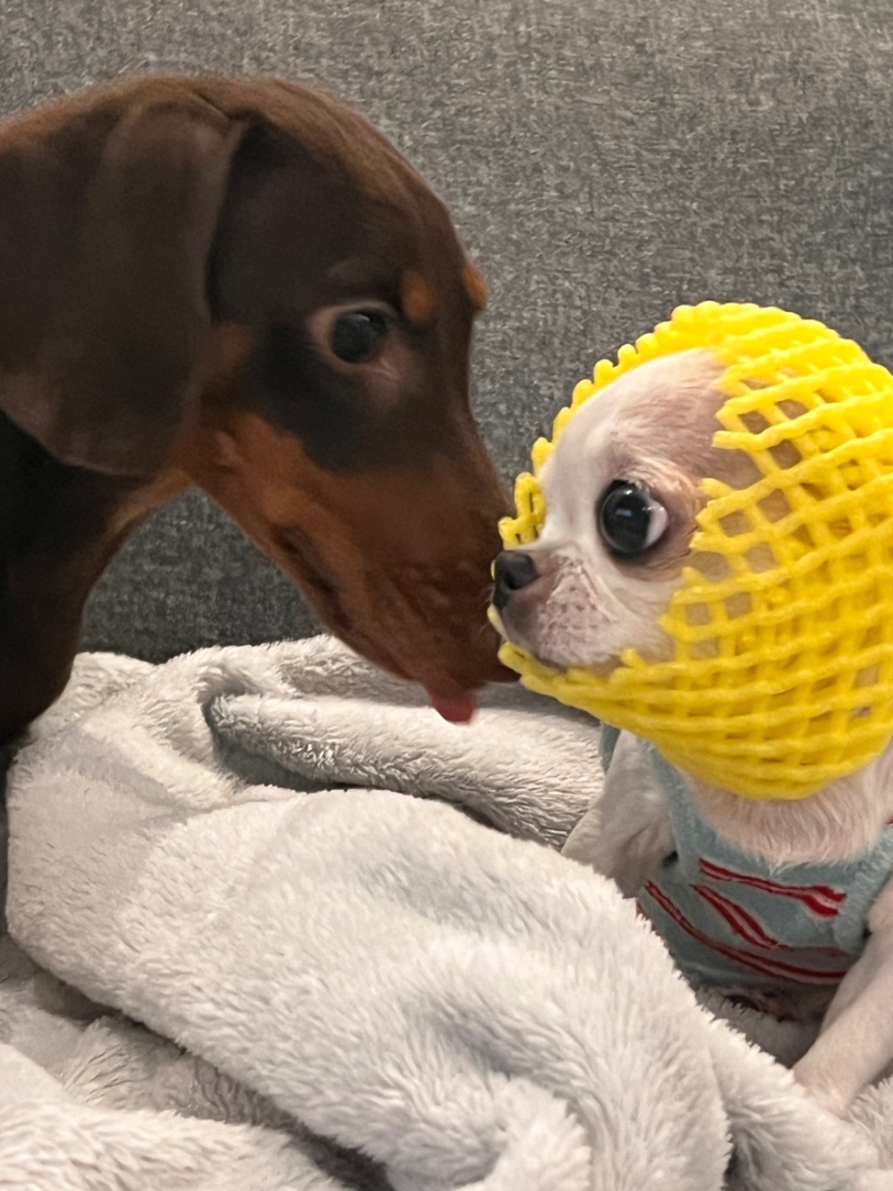 奴才：怎麼了啦