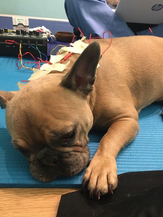 可以根據寵物的病情和需求選擇合適的針灸方法