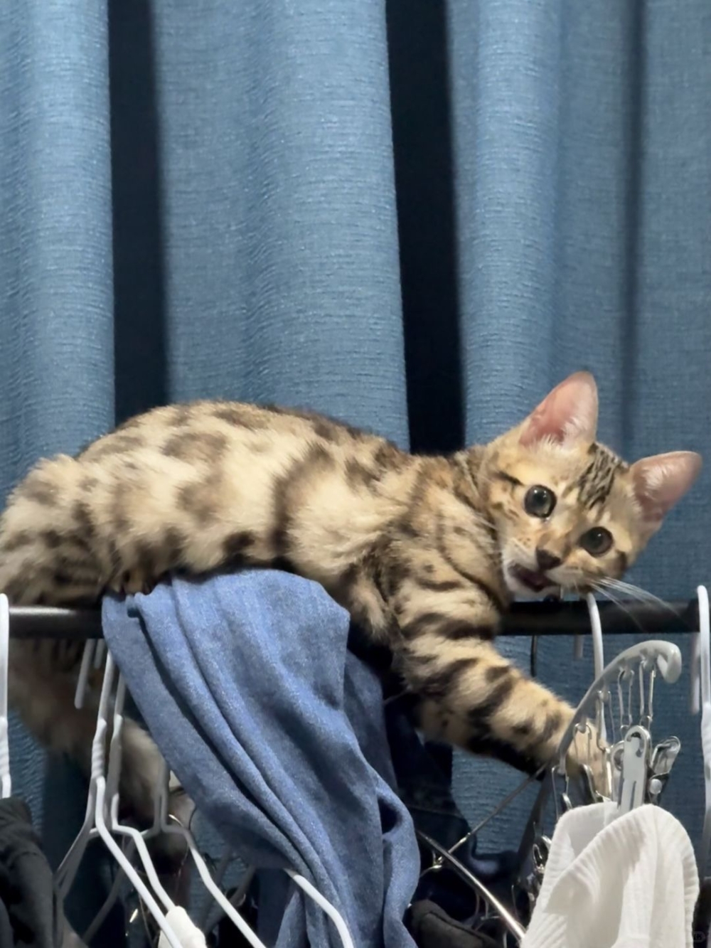 奴才：那就最好囉